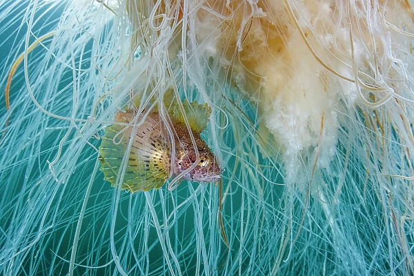 Lion's mane jellyfish (Cyanea capillata) with commensal Crested sculpin (Blepsias bilobus) sheltering amongst stinging tentacles, Prince William Sound, Alaska, USA, Pacific Ocean