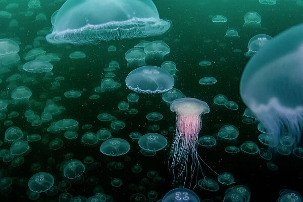 Lion's mane jellyfish (Cyanea capillata) preying upon smack of Moon jellyfish (Aurelia aurita), Prince William Sound, Alaska, USA, Pacific Ocean