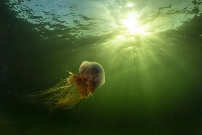 Framed Print : Lions mane jellyfish (Cyanea capillata) drifts in the current off Nova Scotia, Canada Framed Print : Lions mane jellyfish (Cyanea capillata) drifts in the current off Nova Scotia, Canada
