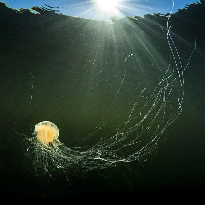 Framed Print : Lions mane jellyfish (Cyanea capillata) with feeding tentacles spread swimming Framed Print : Lions mane jellyfish (Cyanea capillata) with feeding tentacles spread swimming