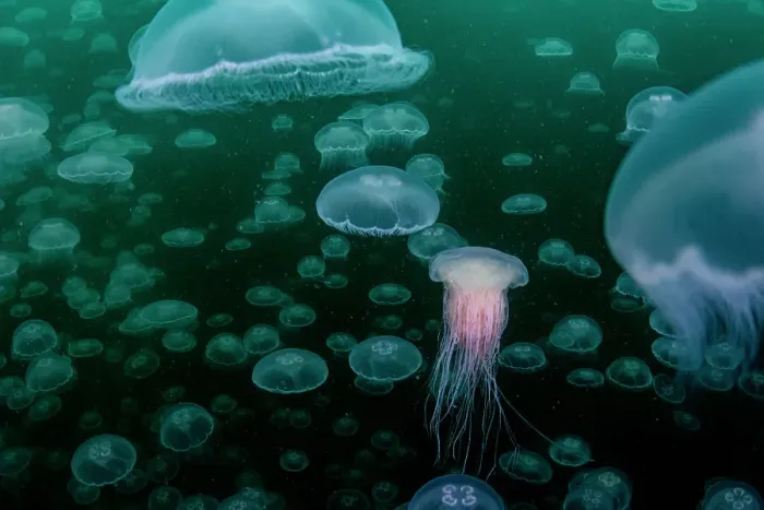 Framed Print : Lion's mane jellyfish (Cyanea capillata) preying upon smack of Moon jellyfish (Aurelia aurita), Prince William Sound, Alaska, USA, Pacific Ocean Framed Print : Lion's mane jellyfish (Cyanea capillata) preying upon smack of Moon jellyfish (Aurelia aurita), Prince William Sound, Alaska, USA, Pacific Ocean