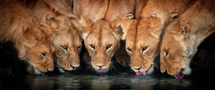 Framed Print : Lions (Panthera leo) five drinking together, Ndutu, Tanzania Framed Print : Lions (Panthera leo) five drinking together, Ndutu, Tanzania