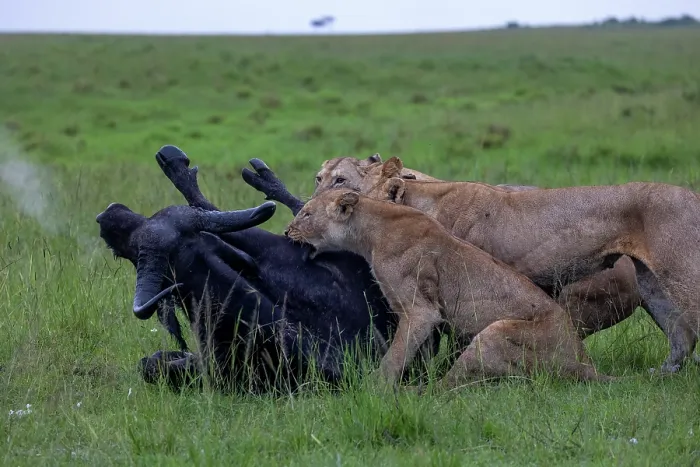 Framed Print : Two Lions (Panthera leo) female, attacking an African buffalo (Syncerus caffer), Masai Mara National Reserve, Kenya