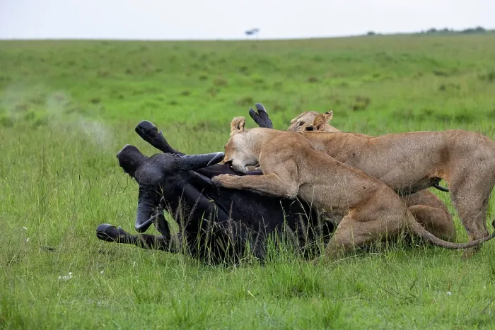Framed Print : Two Lions (Panthera leo) female, attacking an African buffalo (Syncerus caffer), Masai Mara National Reserve, Kenya Framed Print : Two Lions (Panthera leo) female, attacking an African buffalo (Syncerus caffer), Masai Mara National Reserve, Kenya