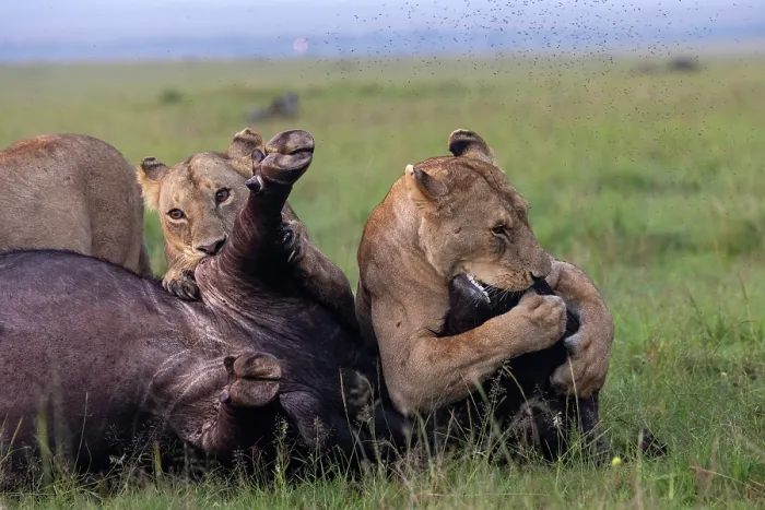 Framed Print : Three Lions (Panthera leo) female, attacking an African buffalo (Syncerus caffer) one using the kiss of death, axphyxiation by obstructing the muzzle and nostrils Framed Print : Three Lions (Panthera leo) female, attacking an African buffalo (Syncerus caffer) one using the kiss of death, axphyxiation by obstructing the muzzle and nostrils