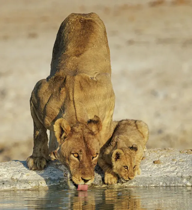 Framed Print : Lions (Panthera leo), female with cub, drinking at waterhole. Etosha National Park, Namibia. August Framed Print : Lions (Panthera leo), female with cub, drinking at waterhole. Etosha National Park, Namibia. August