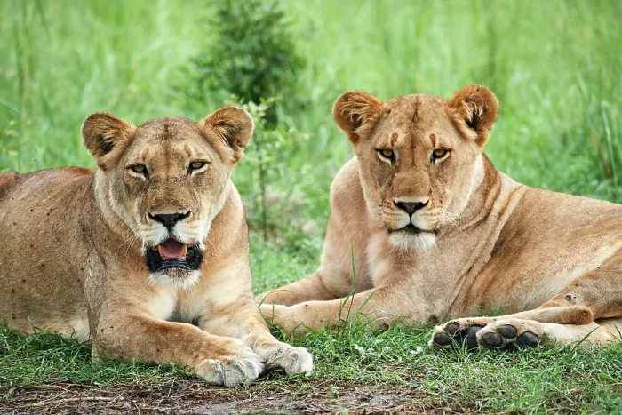Framed Print : Two Lions (Panthera leo) female, resting, Akagera National Park, Rwanda