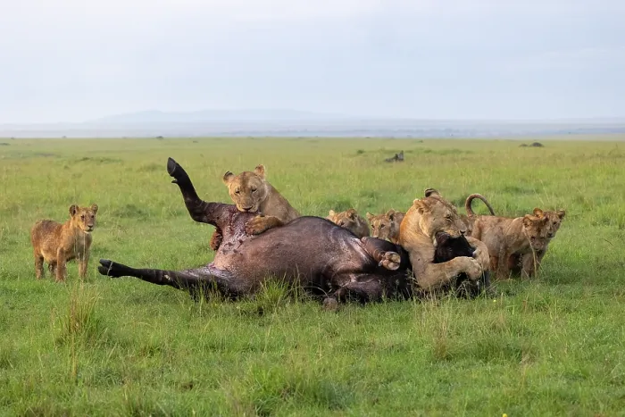 Framed Print : Two Lions (Panthera leo) females and cubs, attacking an African buffalo (Syncerus caffer), Masai Mara National Reserve, Kenya Framed Print : Two Lions (Panthera leo) females and cubs, attacking an African buffalo (Syncerus caffer), Masai Mara National Reserve, Kenya
