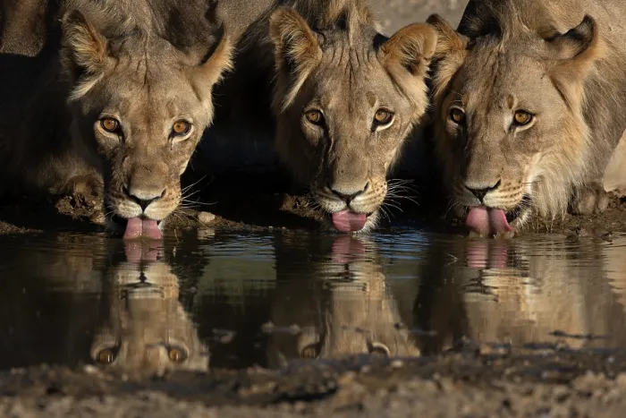 Framed Print : Three Lions (Panthera leo) male, drinking side by side, Kgalagadi Transfrontier Park, Northern Cape, South Africa Framed Print : Three Lions (Panthera leo) male, drinking side by side, Kgalagadi Transfrontier Park, Northern Cape, South Africa