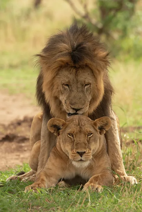Framed Print : Lions (Panthera leo) pair mating, Serengeti National Park, Tanzania Framed Print : Lions (Panthera leo) pair mating, Serengeti National Park, Tanzania
