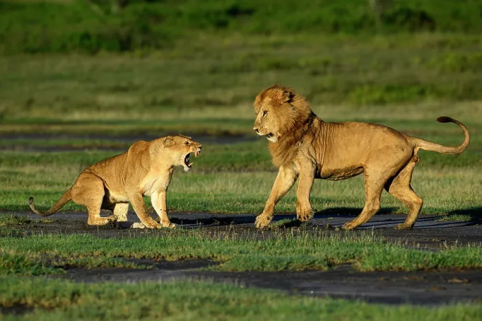 Framed Print : Lions (Panthera leo) pair, pre-courtship aggressive interaction in early morning light, Ndutu area, Ngorongoro Conservation Area (NCA) / Serengeti border, Tanzania Framed Print : Lions (Panthera leo) pair, pre-courtship aggressive interaction in early morning light, Ndutu area, Ngorongoro Conservation Area (NCA) / Serengeti border, Tanzania