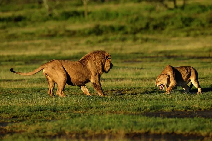 Framed Print : Lions (Panthera leo) pair, pre-courtship aggressive interaction in early morning light, Ndutu area, Ngorongoro Conservation Area (NCA) / Serengeti border, Tanzania Framed Print : Lions (Panthera leo) pair, pre-courtship aggressive interaction in early morning light, Ndutu area, Ngorongoro Conservation Area (NCA) / Serengeti border, Tanzania
