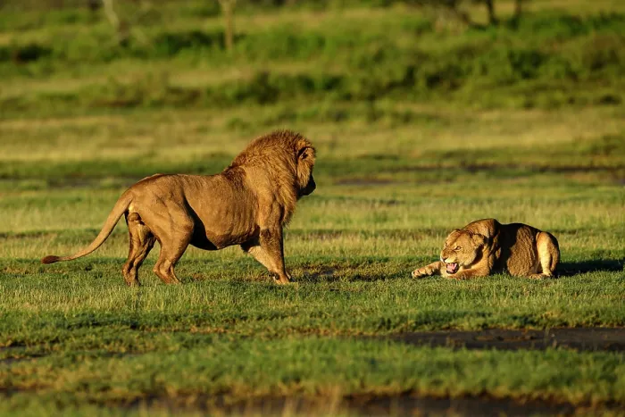 Framed Print : Lions (Panthera leo) pair, pre-courtship aggressive interaction in early morning light, Ndutu area, Ngorongoro Conservation Area (NCA) / Serengeti border, Tanzania Framed Print : Lions (Panthera leo) pair, pre-courtship aggressive interaction in early morning light, Ndutu area, Ngorongoro Conservation Area (NCA) / Serengeti border, Tanzania