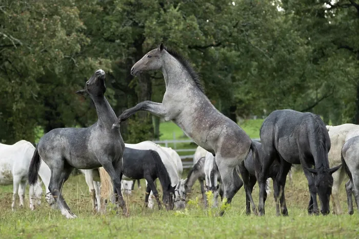 Framed Print : Two Lipizzan foals, play fighting in front of the herd, Lipica Stud farm, UNESCO World Heritage Site, Karst Region, Slovenia. October Framed Print : Two Lipizzan foals, play fighting in front of the herd, Lipica Stud farm, UNESCO World Heritage Site, Karst Region, Slovenia. October