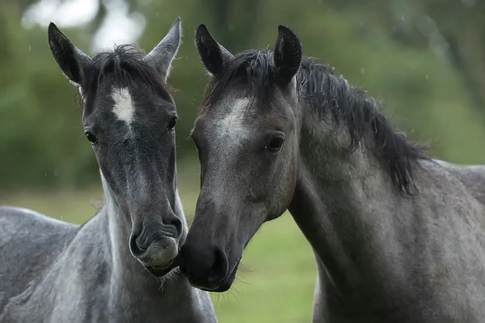 Framed Print : Two Lipizzan foals in the rain, portrait, Lipica Stud farm, UNESCO World Heritage Site, Karst Region, Slovenia. October Framed Print : Two Lipizzan foals in the rain, portrait, Lipica Stud farm, UNESCO World Heritage Site, Karst Region, Slovenia. October