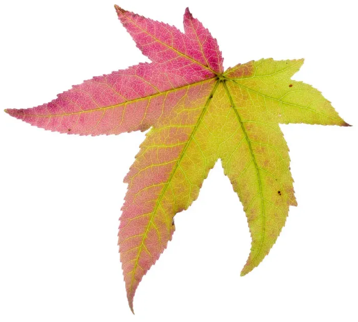 Framed Print : Liquidambar / Sweetgum (Liquidambar styraciflua) tree leaf changing to autumn colour Framed Print : Liquidambar / Sweetgum (Liquidambar styraciflua) tree leaf changing to autumn colour