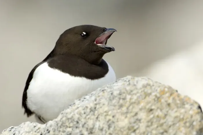 Framed Print : Little auk (Alle alle) calling, Fuglesangen, Svalbard, Norway, June 2008