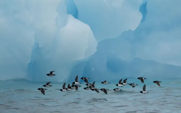 Framed Print : Little Auks (Alle alle) flying low above surface in front of iceberg. Spitsbergen Framed Print : Little Auks (Alle alle) flying low above surface in front of iceberg. Spitsbergen