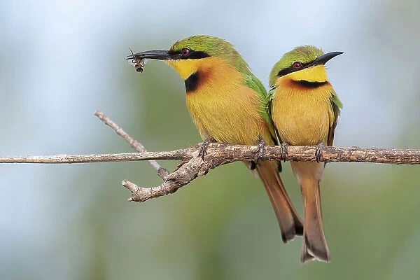Two Little bee-eaters (Merops pusillus) perched side by side on branch, one with insect in beak, Allahein River, The Gambia