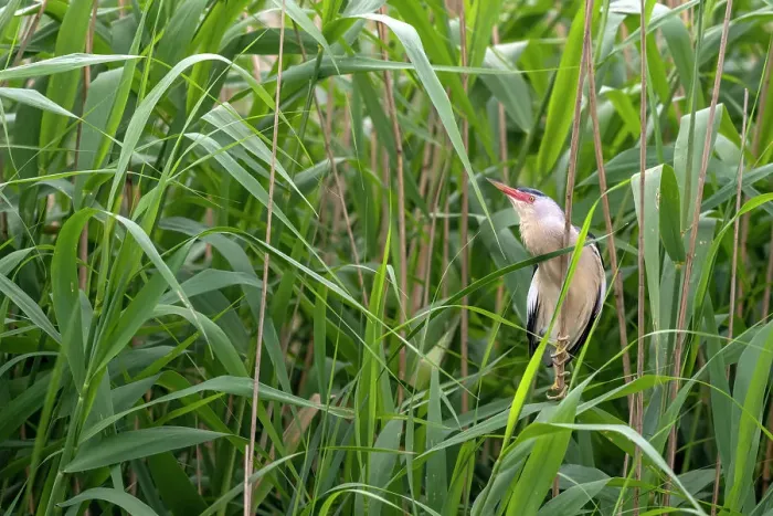 Framed Print : Little bittern (Ixobrychus minutus) perched in reedbed calling, Valkenhorst nature reserve, Valkenswaard, the Netherlands. May Framed Print : Little bittern (Ixobrychus minutus) perched in reedbed calling, Valkenhorst nature reserve, Valkenswaard, the Netherlands. May