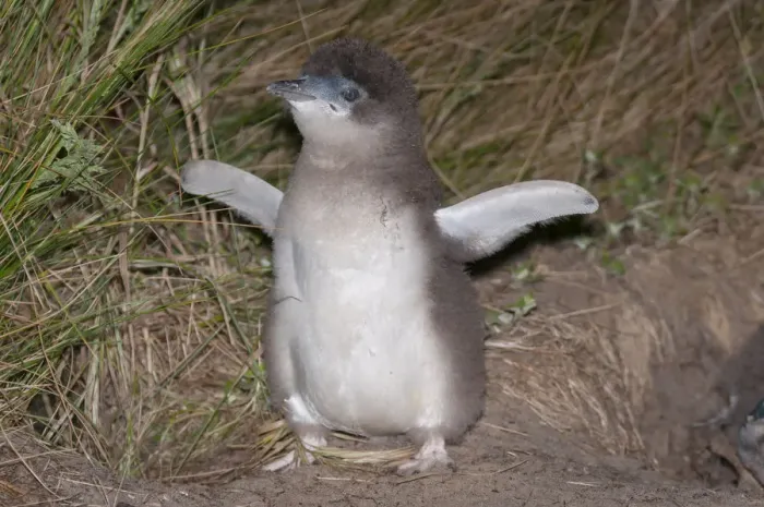 Framed Print : Little blue / fairy penguin (Eudyptula minor) almost fully feathered chick outside nesting burrow Framed Print : Little blue / fairy penguin (Eudyptula minor) almost fully feathered chick outside nesting burrow