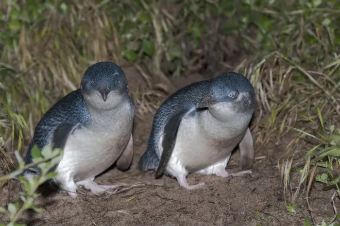 Framed Print : Little blue  /  fairy penguin (Eudyptula minor) pair courting near nesting burrow, Neck Game Reserve