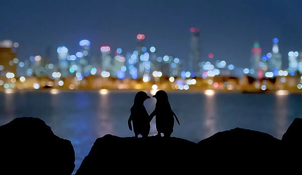 Little blue penguin (Eudyptula minor), two standing on rocks at night
