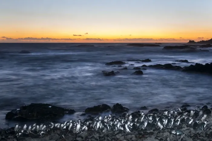 Framed Print : Little blue penguin (Eudyptula minor) group coming ashore after dusk, Phillip Island Nature Park Framed Print : Little blue penguin (Eudyptula minor) group coming ashore after dusk, Phillip Island Nature Park