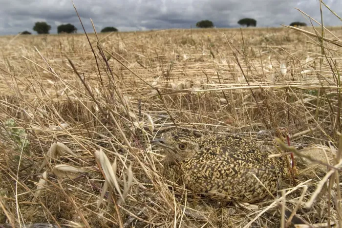 Framed Print : Little bustard {Tetrax tetrax} juvenile camouflaged on grassland, Portugal Framed Print : Little bustard {Tetrax tetrax} juvenile camouflaged on grassland, Portugal