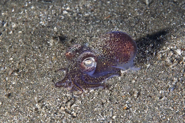 Little Cuttlefish  /  Bobtail Squid (Sepiola atlantica)
