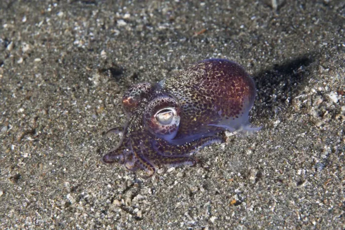 Framed Print : Little Cuttlefish  /  Bobtail Squid (Sepiola atlantica)