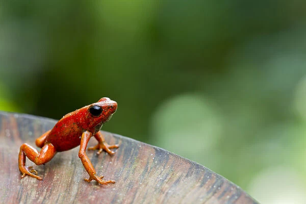 Little-devil poison frog (Oophaga sylvatica) on plant, Canande, Esmeraldas, Ecuador