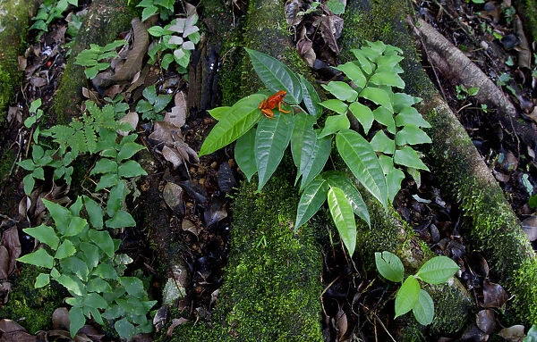 Little-devil poison frog (Oophaga sylvatica) on leaves, Canande, Esmeraldas, Ecuador