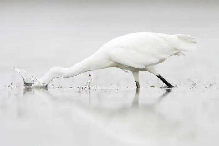 Framed Print : Little egret (Egretta garzetta) attempting to catch fish, Camargue, France, July Framed Print : Little egret (Egretta garzetta) attempting to catch fish, Camargue, France, July