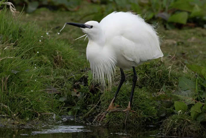 Framed Print : Little egret (Egretta garzetta) in breeding plumage, drinking at water's edge, Norfolk, England, UK. March Framed Print : Little egret (Egretta garzetta) in breeding plumage, drinking at water's edge, Norfolk, England, UK. March