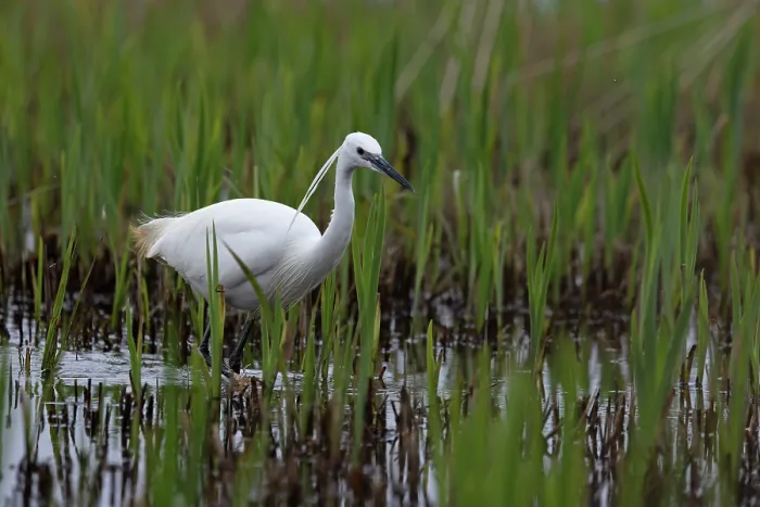 Framed Print : Little egret (Egretta garzetta) fishing in new growth marsh, Suffolk, England, UK. March Framed Print : Little egret (Egretta garzetta) fishing in new growth marsh, Suffolk, England, UK. March