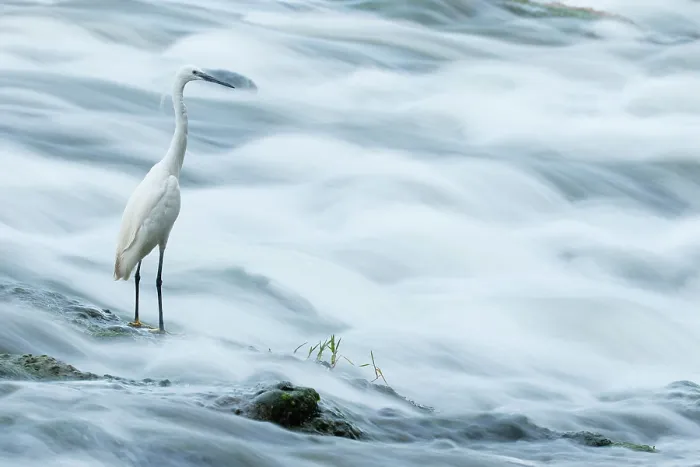 Framed Print : Little egret (Egretta garzetta) fishing in a river, La Rioja, Spain. July Framed Print : Little egret (Egretta garzetta) fishing in a river, La Rioja, Spain. July