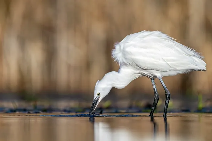 Framed Print : Little egret (Egretta garzetta) fishing in shallow water, near Bourne, Lincolnshire, England, UK. January Framed Print : Little egret (Egretta garzetta) fishing in shallow water, near Bourne, Lincolnshire, England, UK. January