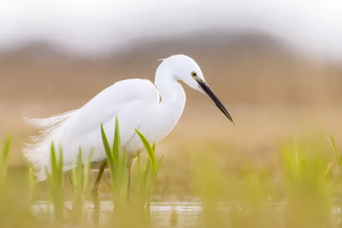 Framed Print : Little egret (Egretta garzetta) hunting in marshland, Suffolk. March Framed Print : Little egret (Egretta garzetta) hunting in marshland, Suffolk. March