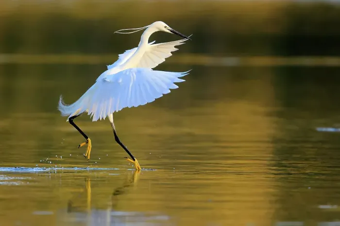 Framed Print : Little egret (Egretta garzetta) landing on water, Ubrique, Southern Spain. June Framed Print : Little egret (Egretta garzetta) landing on water, Ubrique, Southern Spain. June