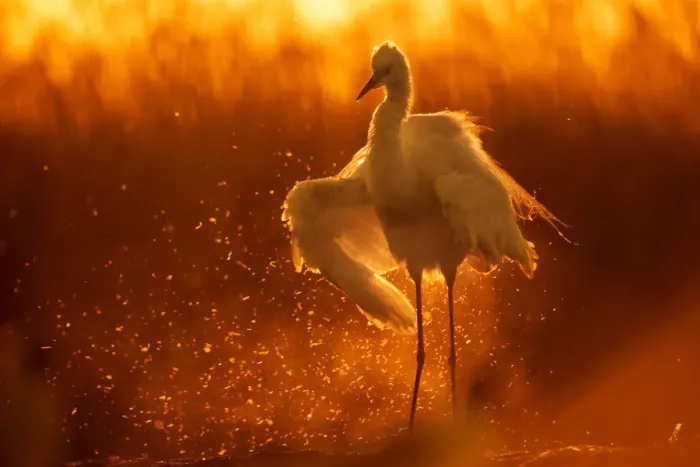 Framed Print : Little egret (Egretta garzetta) shaking water off wings at sunset, Lake Csaj, Pusztaszer, Hungary Framed Print : Little egret (Egretta garzetta) shaking water off wings at sunset, Lake Csaj, Pusztaszer, Hungary
