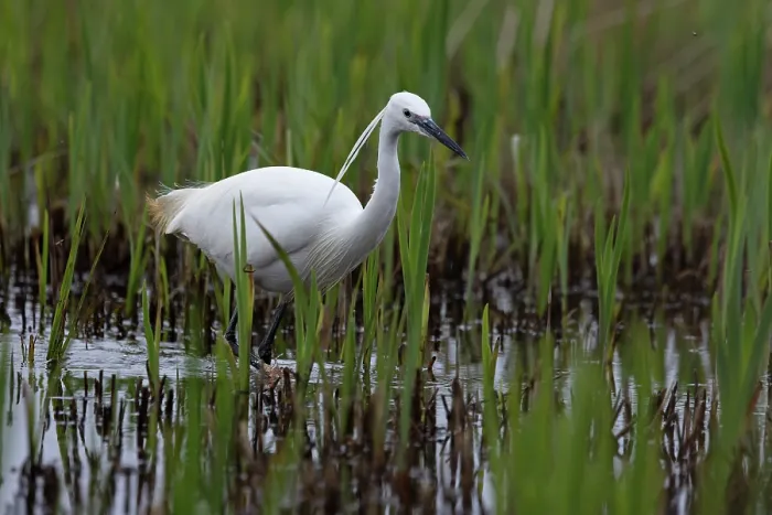 Framed Print : Little egret (Egretta garzetta) wading in shallow water, Suffolk, England, UK. March Framed Print : Little egret (Egretta garzetta) wading in shallow water, Suffolk, England, UK. March