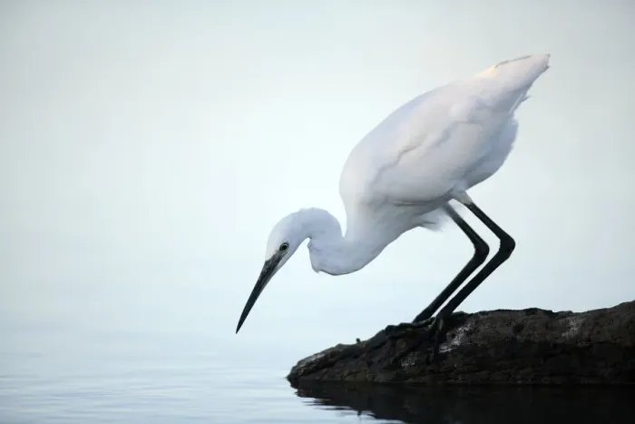 Framed Print : Little egret {Egretta garzetta} at waters edge hunting sequence 1 / 3, Donana NP, Sevilla Framed Print : Little egret {Egretta garzetta} at waters edge hunting sequence 1 / 3, Donana NP, Sevilla