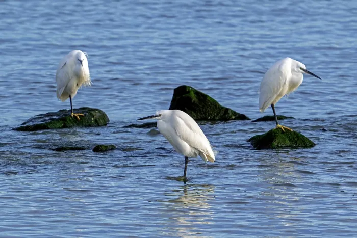 Framed Print : Three Little egrets (Egretta garzetta) perched on rocks along the coast in late winter, Zeeland, Netherlands. February Framed Print : Three Little egrets (Egretta garzetta) perched on rocks along the coast in late winter, Zeeland, Netherlands. February