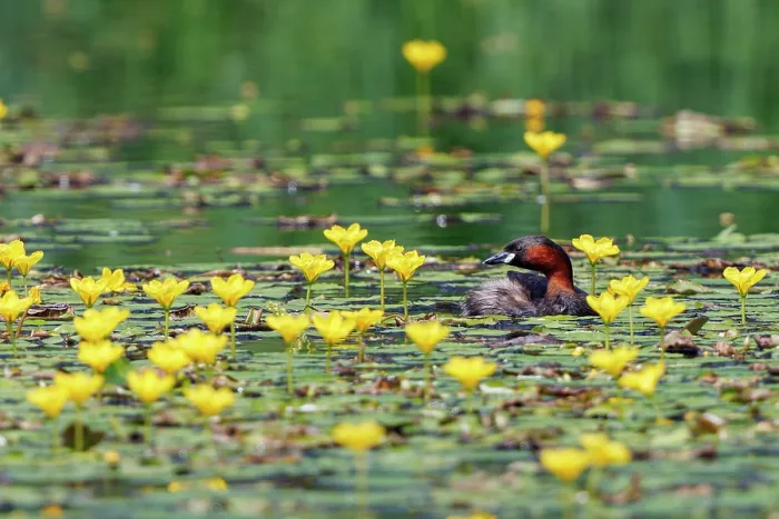 Framed Print : Little grebe (Tachybaptus ruficollis) on pond covered with Yellow floating heart (Nymphoides peltata) flowers, Upper Bavaria, Germany. July Framed Print : Little grebe (Tachybaptus ruficollis) on pond covered with Yellow floating heart (Nymphoides peltata) flowers, Upper Bavaria, Germany. July