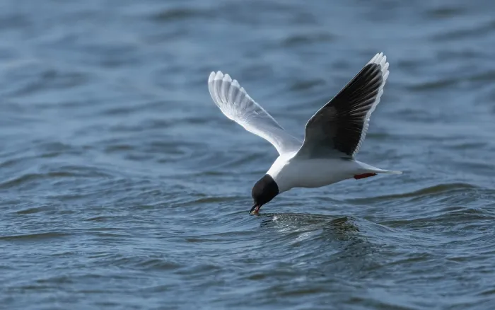 Framed Print : Little gull (Hydrocoloeus minutus) feeding on insects on the surface of the water, Finland. May Framed Print : Little gull (Hydrocoloeus minutus) feeding on insects on the surface of the water, Finland. May