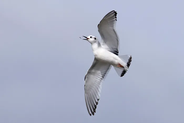 Framed Print : Little gull (Larus minutus) in flight feeding on insects, Frampton, Lincolnshire, England, UK. April Framed Print : Little gull (Larus minutus) in flight feeding on insects, Frampton, Lincolnshire, England, UK. April