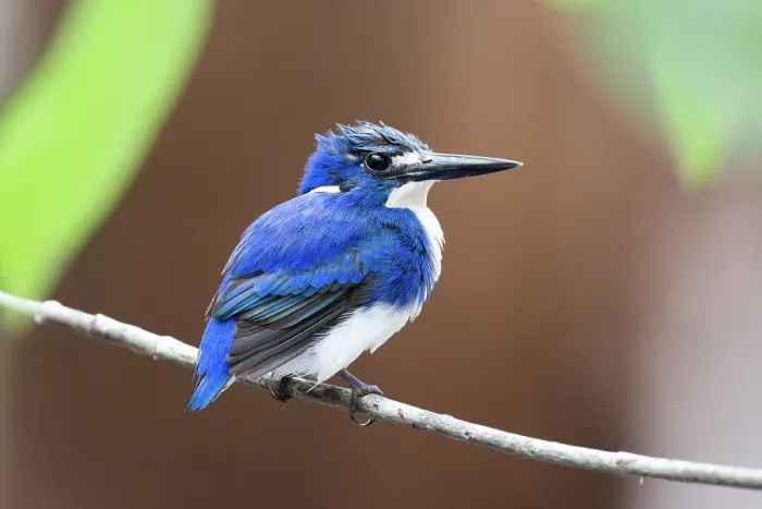Framed Print : Little kingfisher (Ceyx pusillus) perched on branch after fishing, Darwin, Northern Territory, Australia Framed Print : Little kingfisher (Ceyx pusillus) perched on branch after fishing, Darwin, Northern Territory, Australia