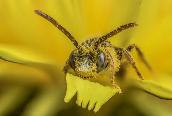 Framed Print : Little nomad bee (Nomada favoguttata) covered in Dandelion pollen (Taraxacum offinicale) Framed Print : Little nomad bee (Nomada favoguttata) covered in Dandelion pollen (Taraxacum offinicale)