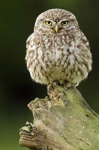 Little owl (Athene noctua) adult perched on dead tree, Hertfordshire, England, UK, June